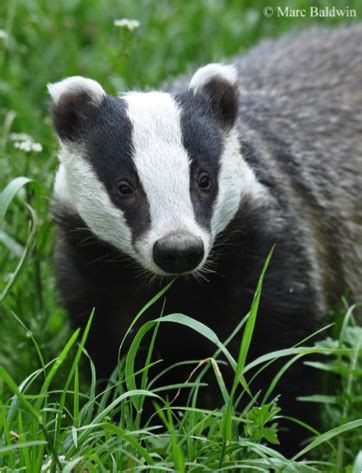 Spotlight Species: British Mustelids — Creature Candy