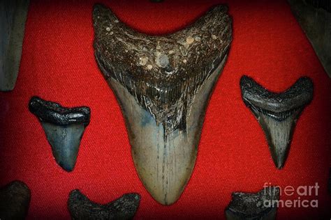 Prehistoric Shark Teeth Photograph by Paul Ward