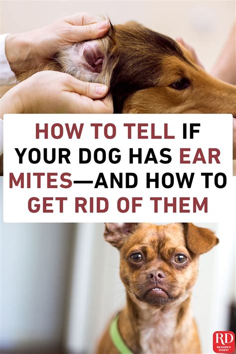 How to Tell If Your Dog Has Ear Mites—and How to Get Rid of Them | Dog ...