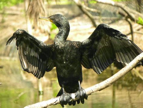 Bac Lieu Bird Sanctuary Luxury Cruise Mekong