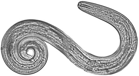 Angiostrongylus cantonensis and neuroangiostrongyliasis (rat lungworm ...