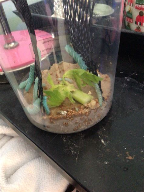 Dumb question: how to clean hornworm container I just got (I think ...