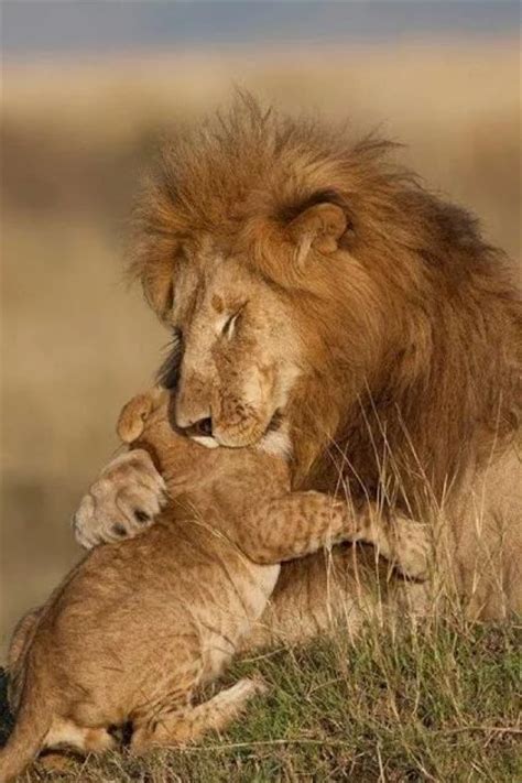 1000+ images about Lion on Pinterest | A lion, Lion cub and The lion