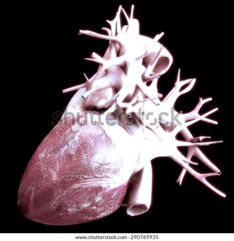 Human Heart Anatomy On Black Background Stock Illustration 290769935 ...