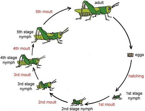 shows the life cycle of the grasshopper whichdevelops in this way ...