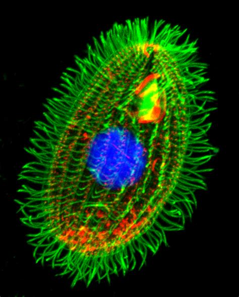 Contact – Biomedical Microscopy Core