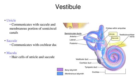 Utricle Saccule