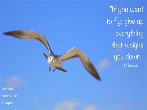 #inspirationalquote #flyquote #inspirational #birdphotography #bird #quotestoliveby #quotes # ...