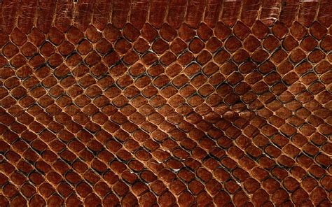 lizard skin texture 1 | Garry Li | Flickr