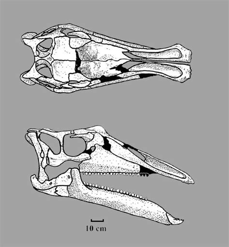 Ouranosaurus Skeleton