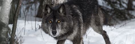 Dog family - Banff National Park