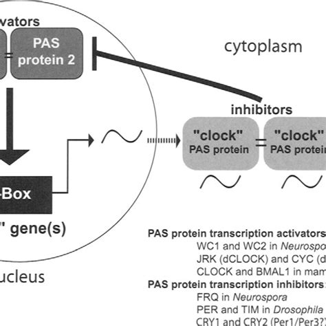 (PDF) Circadian Rhythms in the Endocrine System