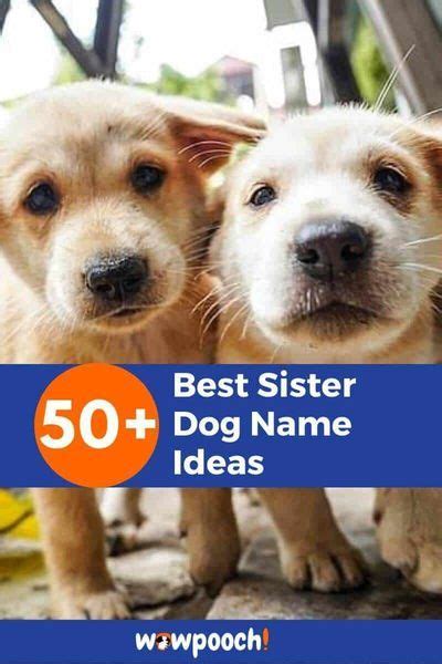 50+ Best Sister Dog Name Ideas - WowPooch | Dog names, Dogs, Girl dog names