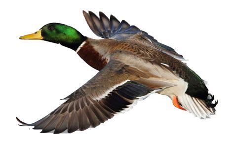 Duck Mallardduck Mallard Male Mallard Duck In Flight - Clip Art Library