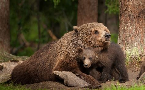 Wallpaper Bears, bear cub, family 1920x1200 HD Picture, Image