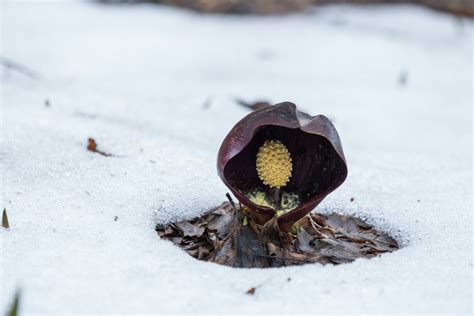 Early Plants: Skunk Cabbage – Huron-Clinton Metroparks