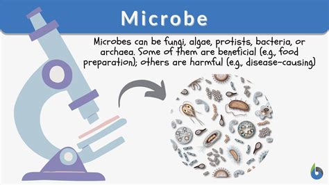 Microbe - Definition and Examples - Biology Online Dictionary