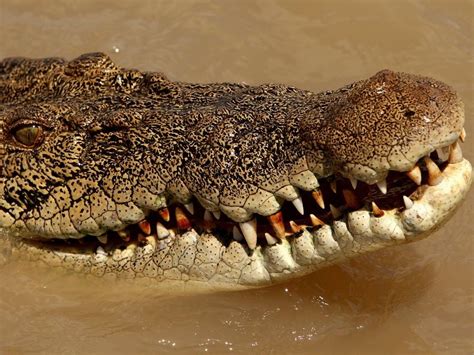 Australian man bites crocodile's eyelid to survive harrowing attack | Montreal Gazette