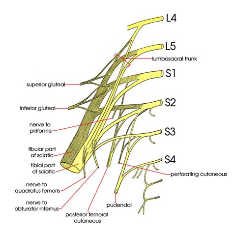 Sacral Plexus | AnatomyZone