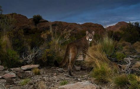 Wallpaper cat, Puma, Argentina, Andes images for desktop, section ...