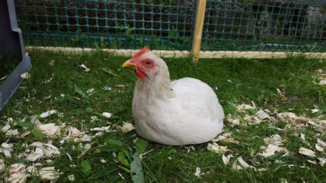 Austra White? Age? | BackYard Chickens - Learn How to Raise Chickens