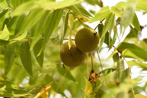 Black Walnut Tree: Benefits, Problems, and Identification