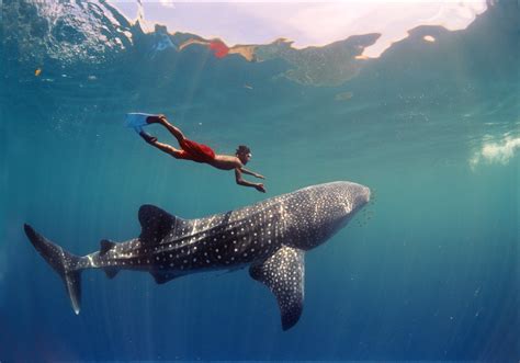 How To Approach A Whale Shark While Snorkeling – DesertDivers