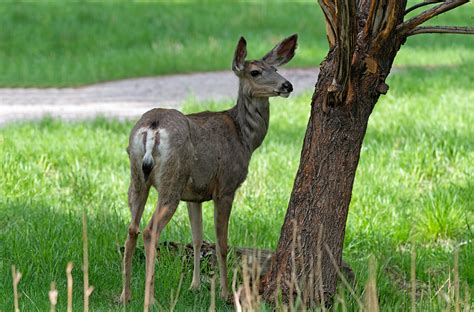 Alberta Wildlife on Behance