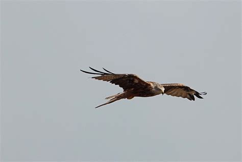 Rapace xx | Fabrice Brunet | Flickr