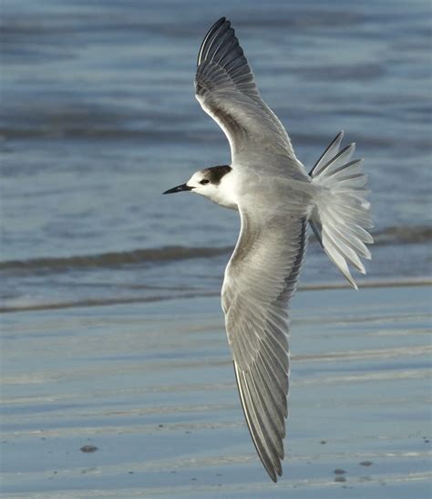 Common Tern | San Diego Bird Spot