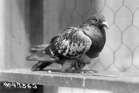 He? She? Or just plain Cher Ami? Solving a century-old pigeon mystery ...