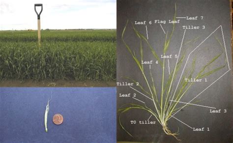 Barley | South Central & Southeast Idaho Cereals | UI Extension