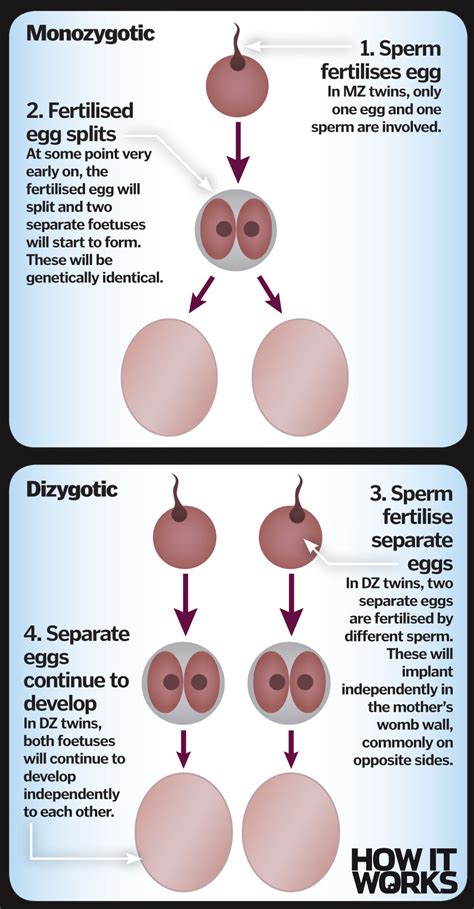 What are twins? | How It Works Magazine