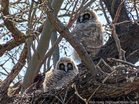 Long-Eared Owl Nest | 365 Days of Birds