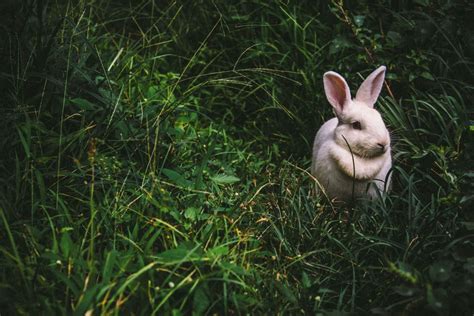 Bunny Breed Guide: New Zealand White Rabbit - PetHelpful