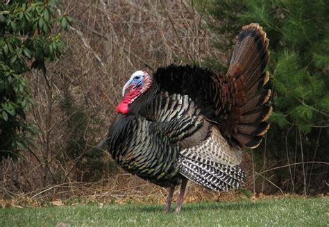 IUCN SSC Galliformes Specialist Group | IUCN