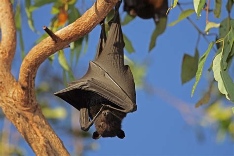 Bats - Wild Animals News & Facts