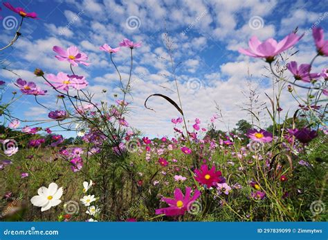 Wildflowers in Bloom at the North Carolina Museum of Art in Raleigh Stock Image - Image of park ...