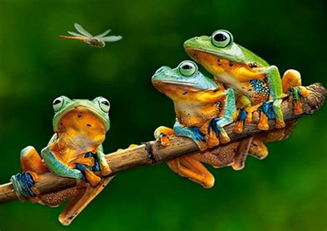 Three Frogs and Dragonflies, Frogs, Green, Dragonflies, Three, HD ...