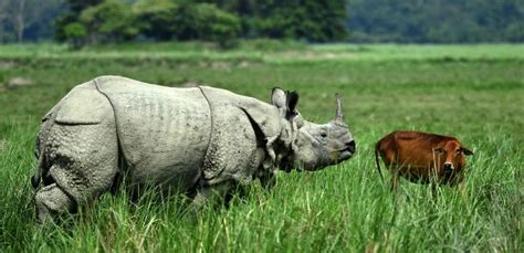 One Horned Rhino Grasses Along Domesticated Editorial Stock Photo - Stock Image | Shutterstock