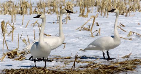 Minnesota's Trumpeter swans are here; just look closely in winter