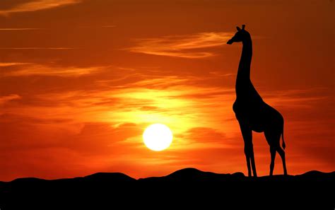 Giraffe Silhouette At Sunset Free Stock Photo - Public Domain Pictures