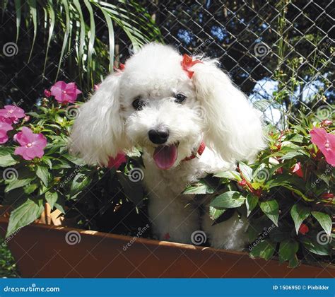 Caniche Francés Foto de archivo - Imagen: 1506950