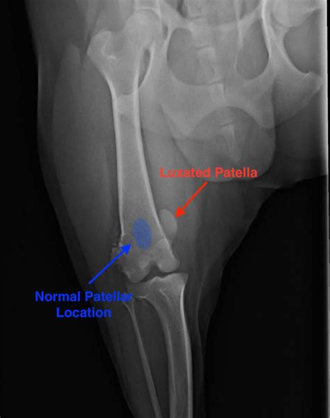 luxating patella cat surgery cost uk - Tenesha Gann