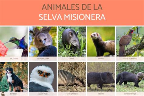 +70 animales de la selva - Tropical, peruana, amazónica y misionera con ...