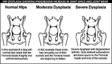 Common Rottweiler Health Problems - Rottweiler Life