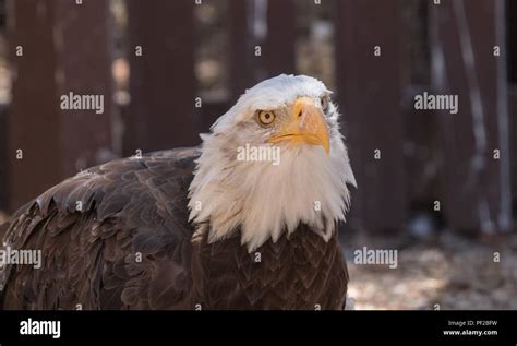 American bald eagle close up Stock Photo - Alamy