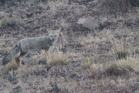 geno's blog: Torres del Paine - Wildlife