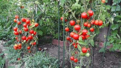 10 Consejos Que Producirán un Montón de Tomates (50-80 Libras) - Trucos De Jardineria