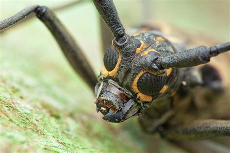 Longhorn Beetle Photograph by Melvyn Yeo/science Photo Library - Pixels